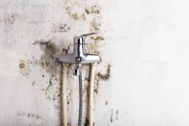 Mold Removal Process in New Port Richey, FL