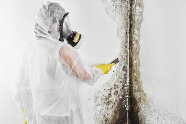 Best Affordable Mold Removal  in New Port Richey, FL