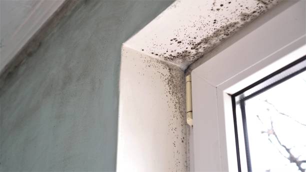 Best Certified Mold Removal  in New Port Richey, FL