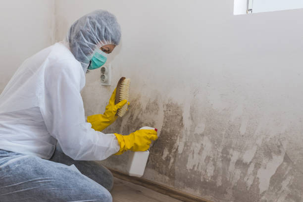 Best Crawl Space Mold Removal  in New Port Richey, FL