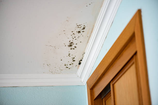 Best Commercial Mold Removal  in New Port Richey, FL