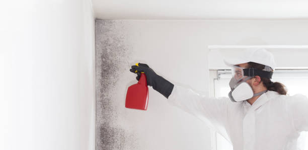 Best Same-Day Mold Removal  in New Port Richey, FL