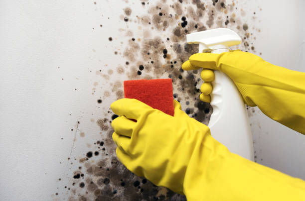 Reliable New Port Richey, FL Mold Removal Solutions