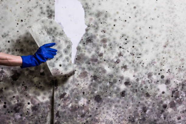 Best Mold Cleaning Services  in New Port Richey, FL