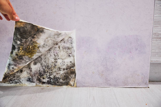 Best Mold Remediation  in New Port Richey, FL